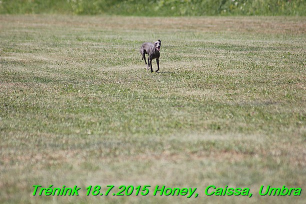 Trenink coursing 18.7.2015 Honey, Caissa, Umbra (55)