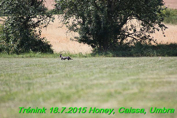 Trenink coursing 18.7.2015 Honey, Caissa, Umbra (58)