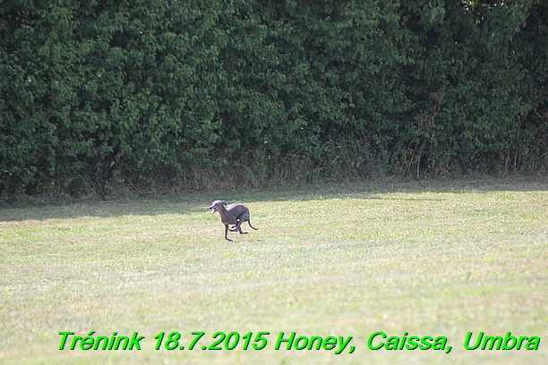 Trenink coursing 18.7.2015 Honey, Caissa, Umbra (63)
