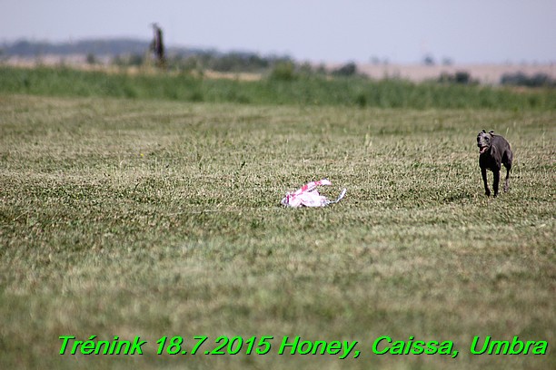 Trenink coursing 18.7.2015 Honey, Caissa, Umbra (77)