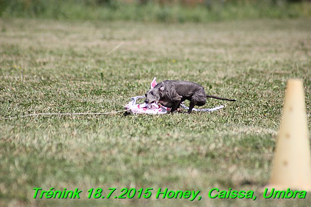 Trenink coursing 18.7.2015 Honey, Caissa, Umbra (79)