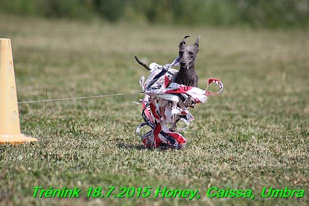 Trenink coursing 18.7.2015 Honey, Caissa, Umbra (82)