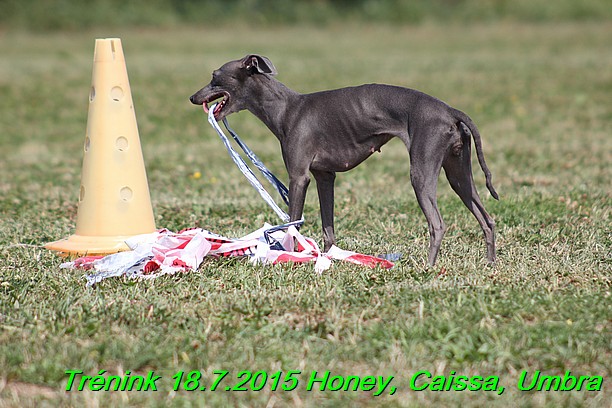 Trenink coursing 18.7.2015 Honey, Caissa, Umbra (83)