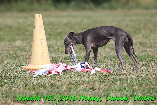 Trenink coursing 18.7.2015 Honey, Caissa, Umbra (84)