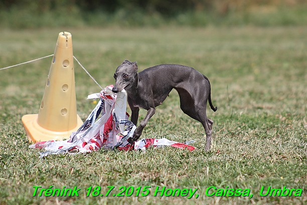 Trenink coursing 18.7.2015 Honey, Caissa, Umbra (85)