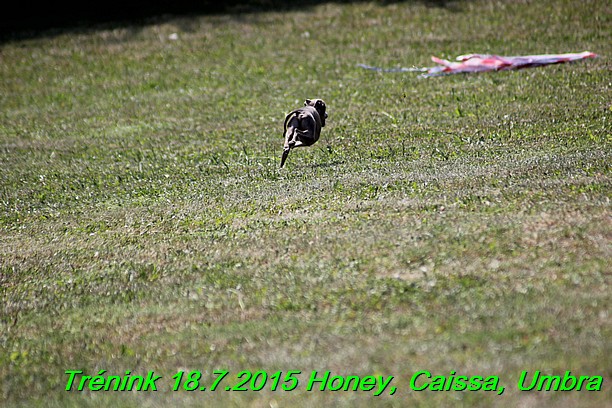 Trenink coursing 18.7.2015 Honey, Caissa, Umbra (18)