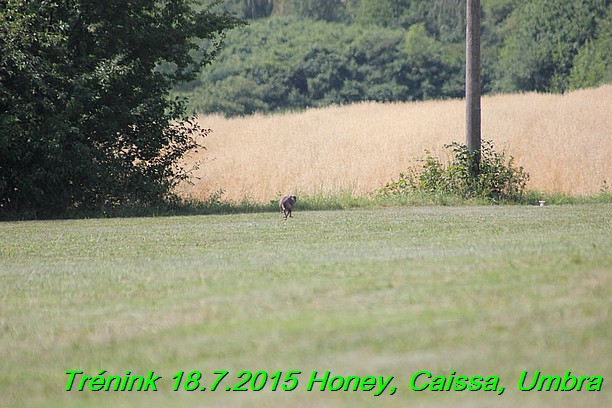 Trenink coursing 18.7.2015 Honey, Caissa, Umbra (19)