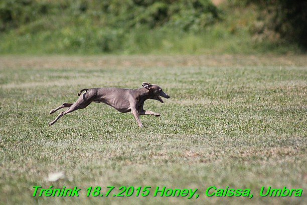 Trenink coursing 18.7.2015 Honey, Caissa, Umbra (23)