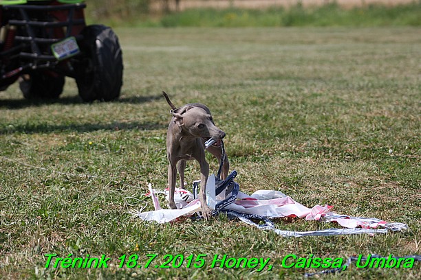 Trenink coursing 18.7.2015 Honey, Caissa, Umbra (29)