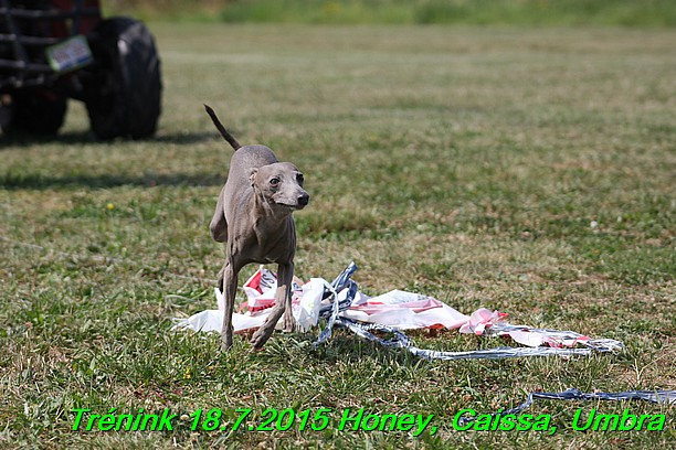 Trenink coursing 18.7.2015 Honey, Caissa, Umbra (30)