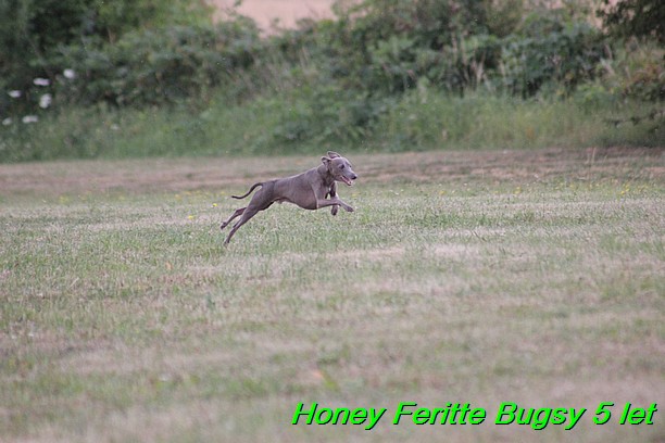 Honey Feritte Bugsy 25.7.2015 (3)