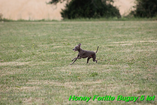 Honey Feritte Bugsy 25.7.2015 (17)