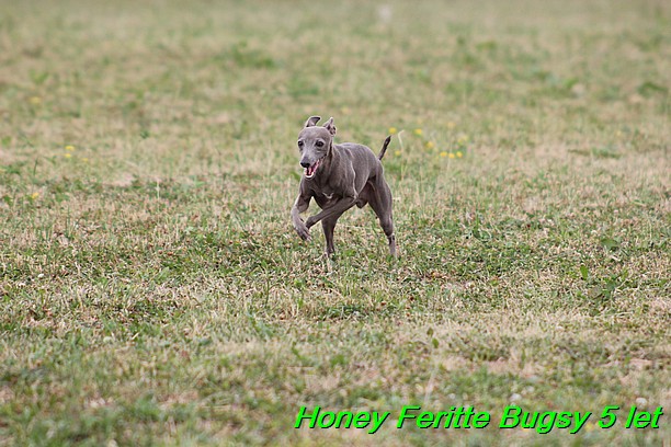 Honey Feritte Bugsy 25.7.2015 (43)