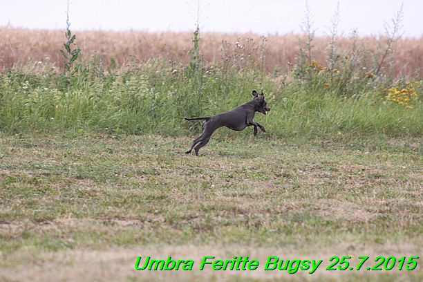 Umbra Feritte Bugsy 25.7.2015 (6)