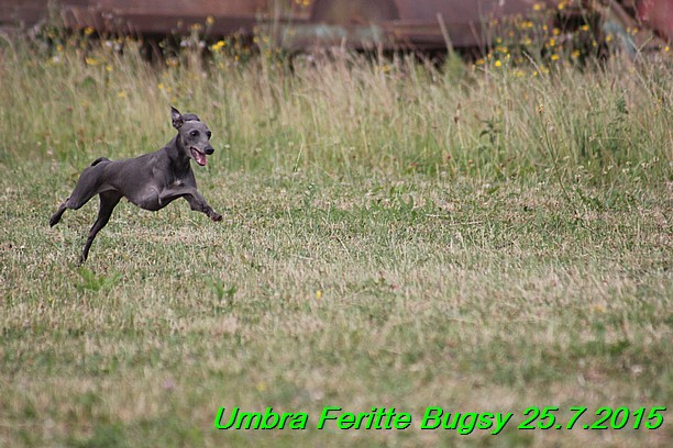 Umbra Feritte Bugsy 25.7.2015 (9)