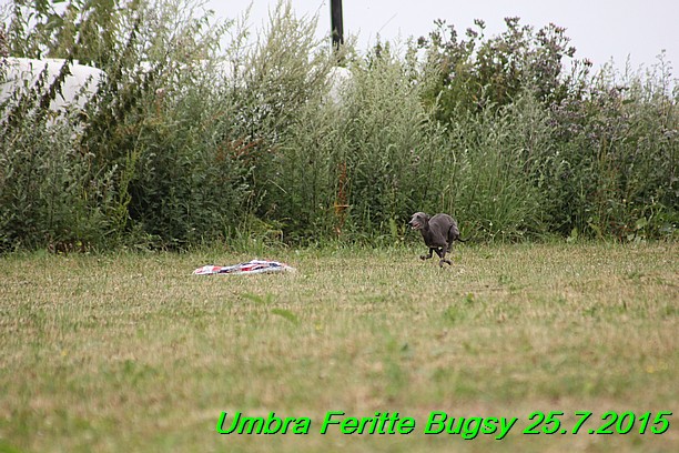 Umbra Feritte Bugsy 25.7.2015 (15)