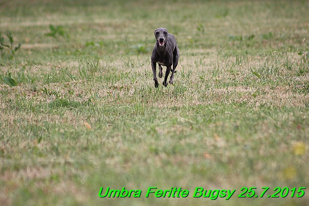 Umbra Feritte Bugsy 25.7.2015 (23)