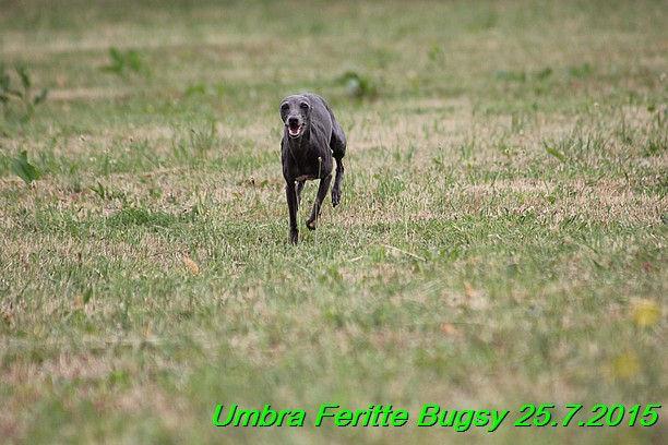 Umbra Feritte Bugsy 25.7.2015 (24)