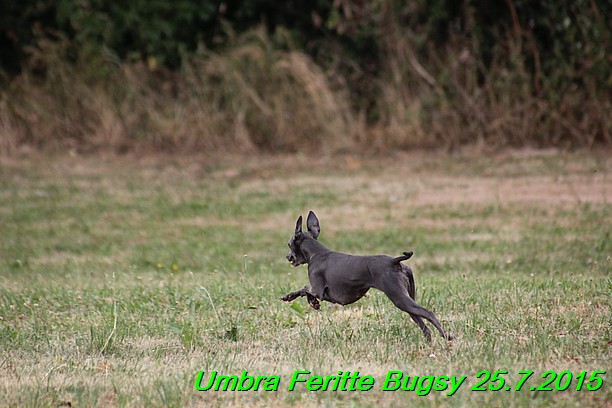 Umbra Feritte Bugsy 25.7.2015 (26)