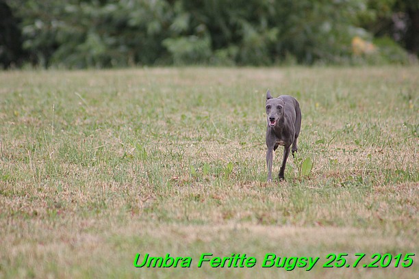 Umbra Feritte Bugsy 25.7.2015 (27)