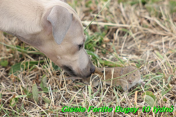 Gisele Feritte Bugsy 25.7.2015 (29)