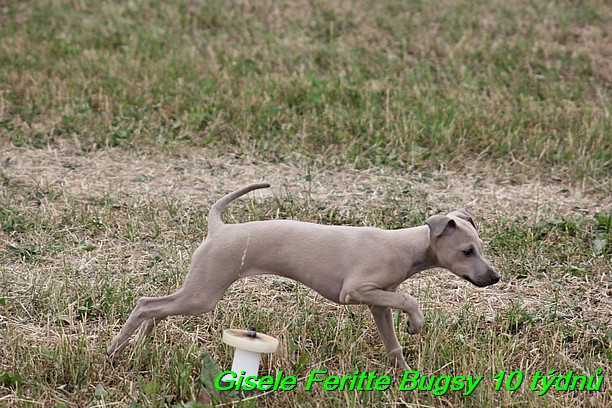 Gisele Feritte Bugsy 25.7.2015 (41)