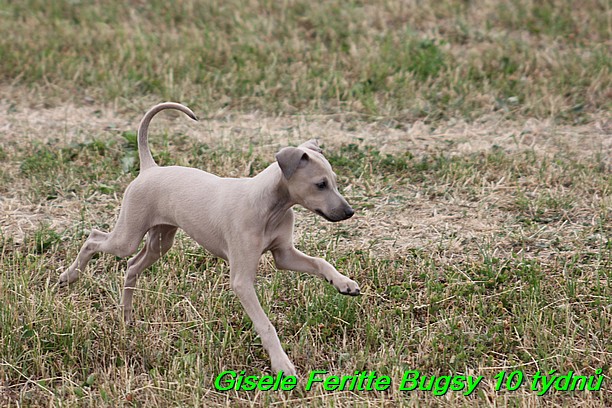 Gisele Feritte Bugsy 25.7.2015 (42)