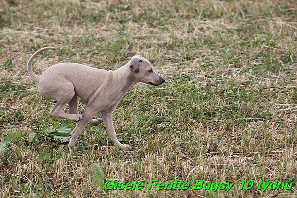 Gisele Feritte Bugsy 25.7.2015 (44)