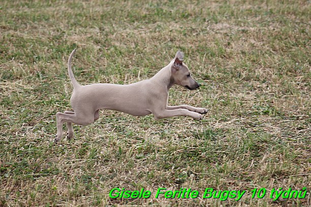 Gisele Feritte Bugsy 25.7.2015 (45)