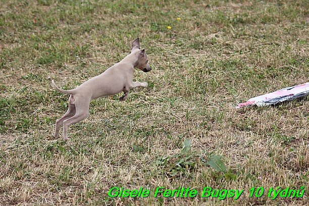 Gisele Feritte Bugsy 25.7.2015 (49)