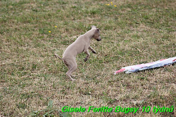 Gisele Feritte Bugsy 25.7.2015 (50)