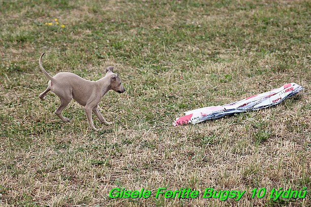 Gisele Feritte Bugsy 25.7.2015 (51)