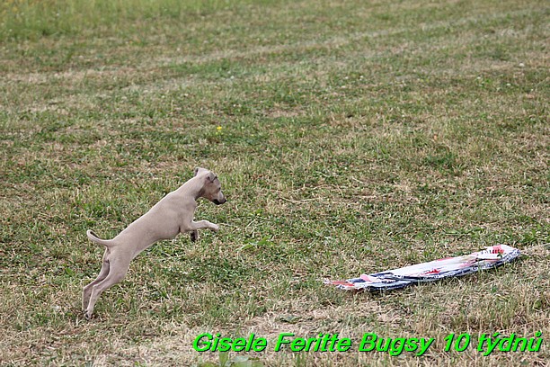 Gisele Feritte Bugsy 25.7.2015 (54)