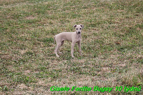 Gisele Feritte Bugsy 25.7.2015 (59)