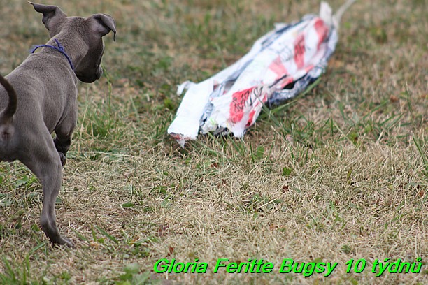 Gloria Feritte Bugsy 25.7.2015 (4)