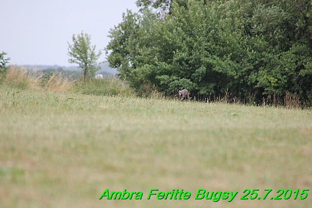 Ambra- Lolly Feritte Bugsy x Legolas Gil Endor (2)