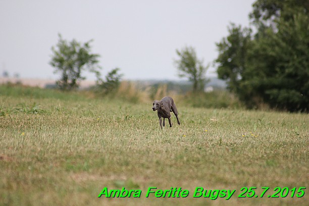 Ambra- Lolly Feritte Bugsy x Legolas Gil Endor (4)