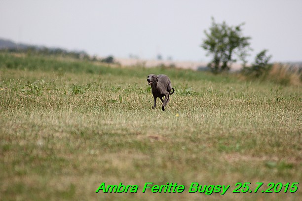 Ambra- Lolly Feritte Bugsy x Legolas Gil Endor (5)