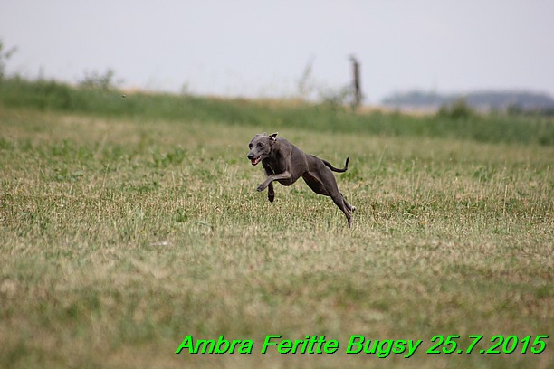 Ambra- Lolly Feritte Bugsy x Legolas Gil Endor (6)