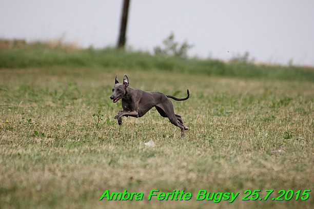 Ambra- Lolly Feritte Bugsy x Legolas Gil Endor (7)