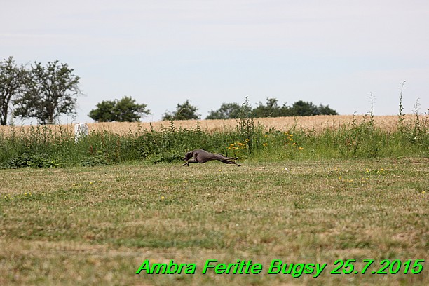 Ambra- Lolly Feritte Bugsy x Legolas Gil Endor (8)