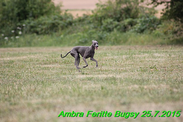 Ambra- Lolly Feritte Bugsy x Legolas Gil Endor (9)