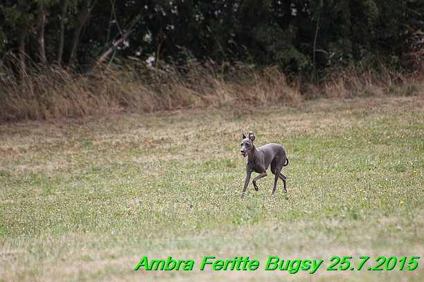 Ambra- Lolly Feritte Bugsy x Legolas Gil Endor (11)