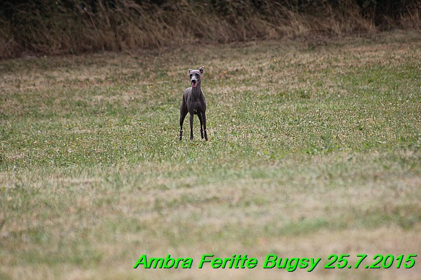 Ambra- Lolly Feritte Bugsy x Legolas Gil Endor (12)