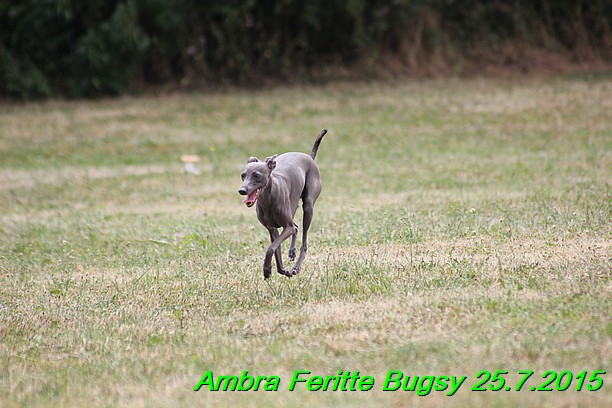 Ambra- Lolly Feritte Bugsy x Legolas Gil Endor (13)