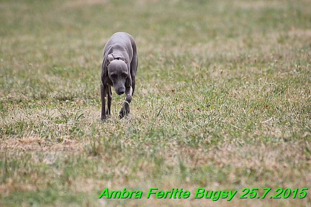 Ambra- Lolly Feritte Bugsy x Legolas Gil Endor (14)