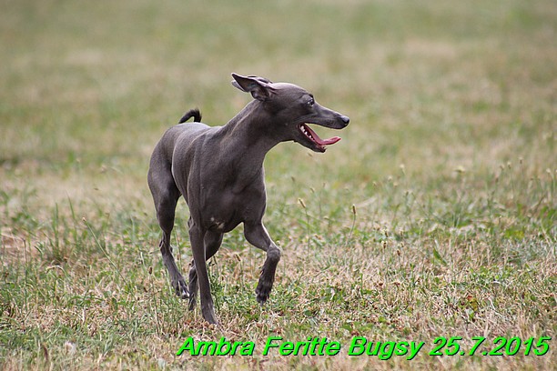 Ambra- Lolly Feritte Bugsy x Legolas Gil Endor (15)