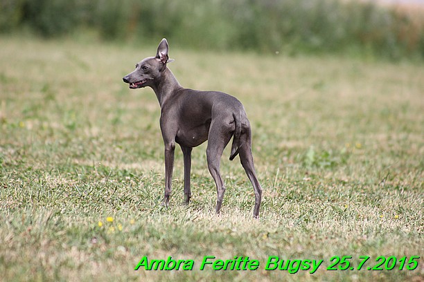 Ambra- Lolly Feritte Bugsy x Legolas Gil Endor (16)