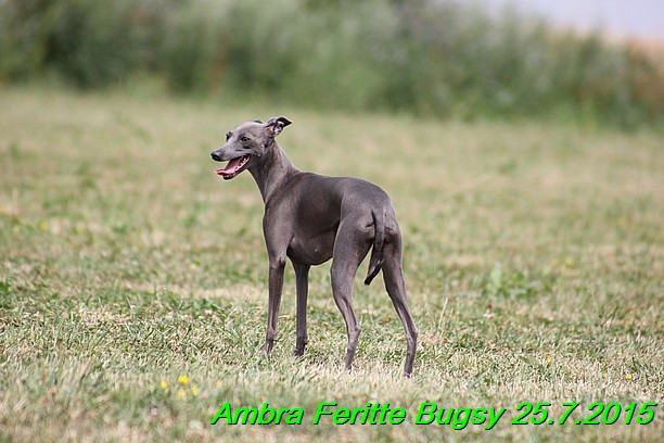 Ambra- Lolly Feritte Bugsy x Legolas Gil Endor (17)