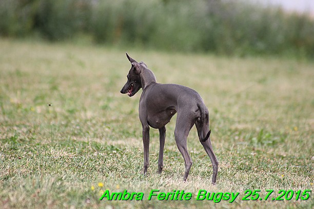 Ambra- Lolly Feritte Bugsy x Legolas Gil Endor (18)